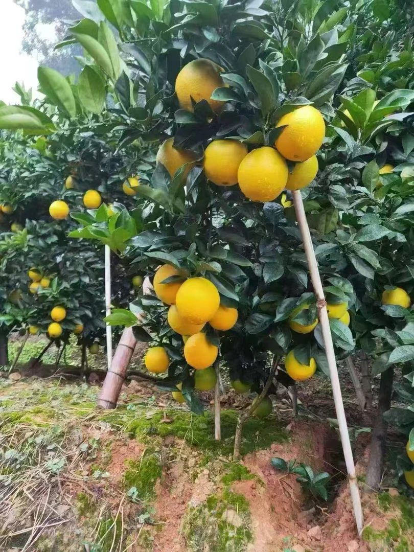 （现摘现发）正宗赣南脐橙赣州橙子生鲜水果坏果包赔