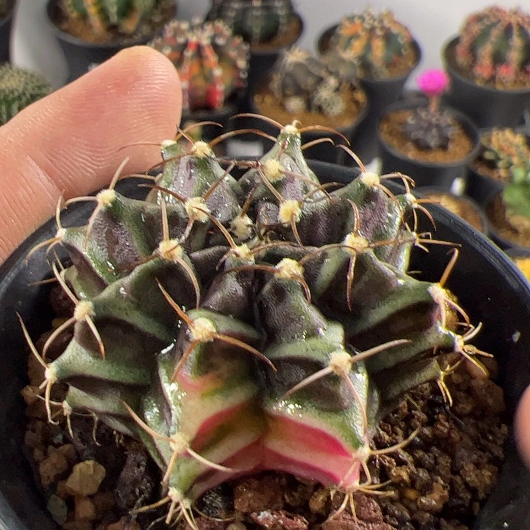 当前无花栽培后可以开花726