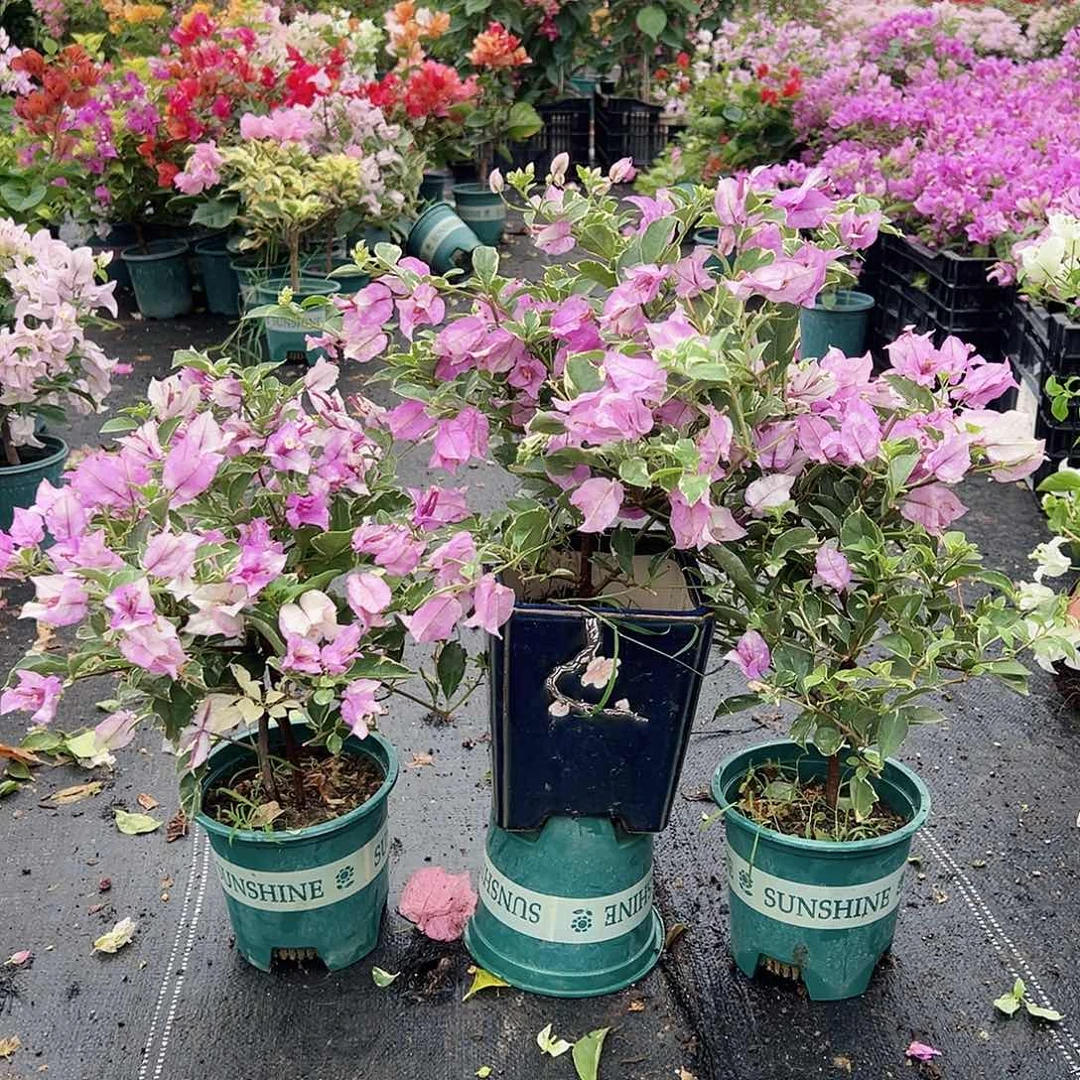 大部分花苞少量开放花叶雪紫掌中宝一颗