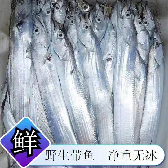东海大渔生鲜中小带整条发货净重五斤起