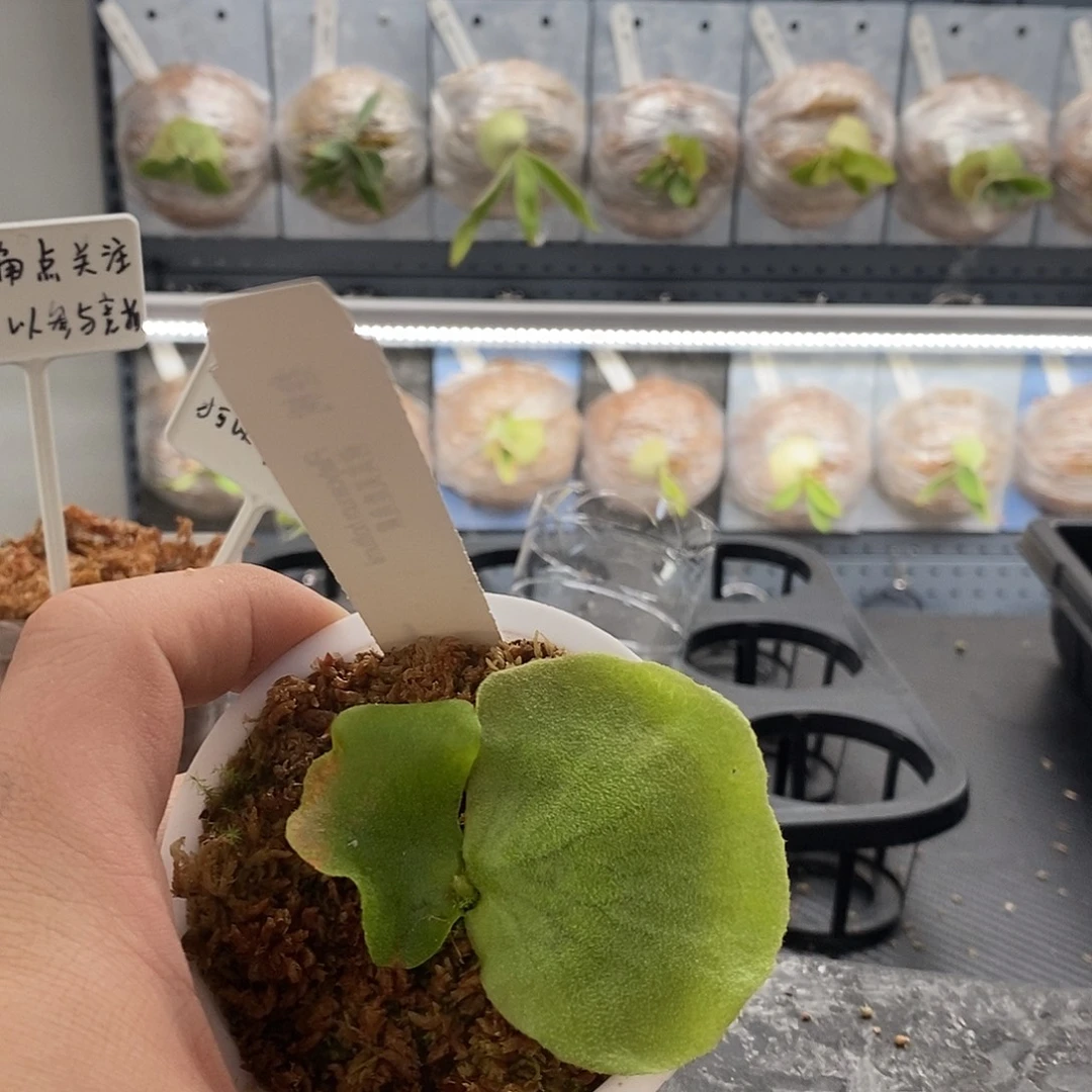 无花朵何其美鹿角蕨