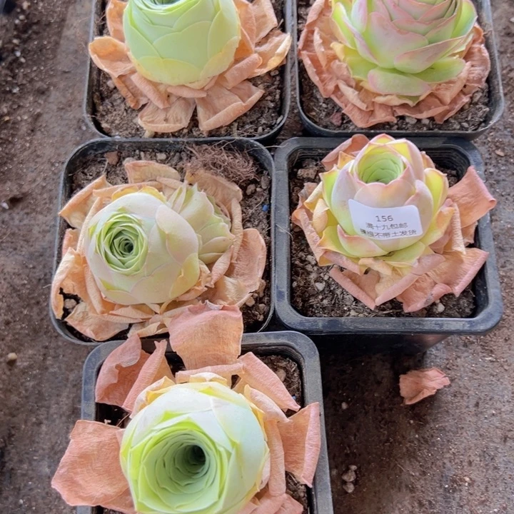 156 裸根不带土发货不包损