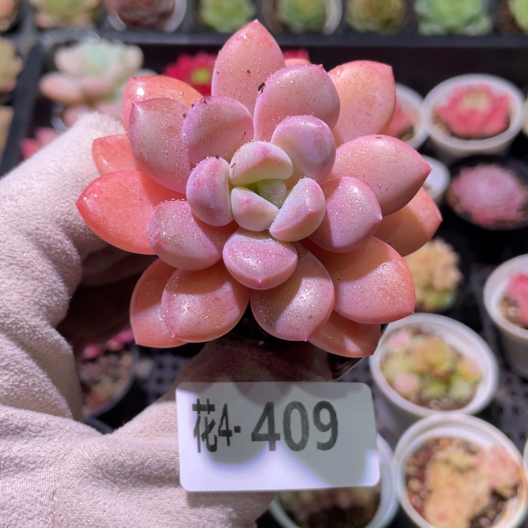 花利美4-409白鹭单头