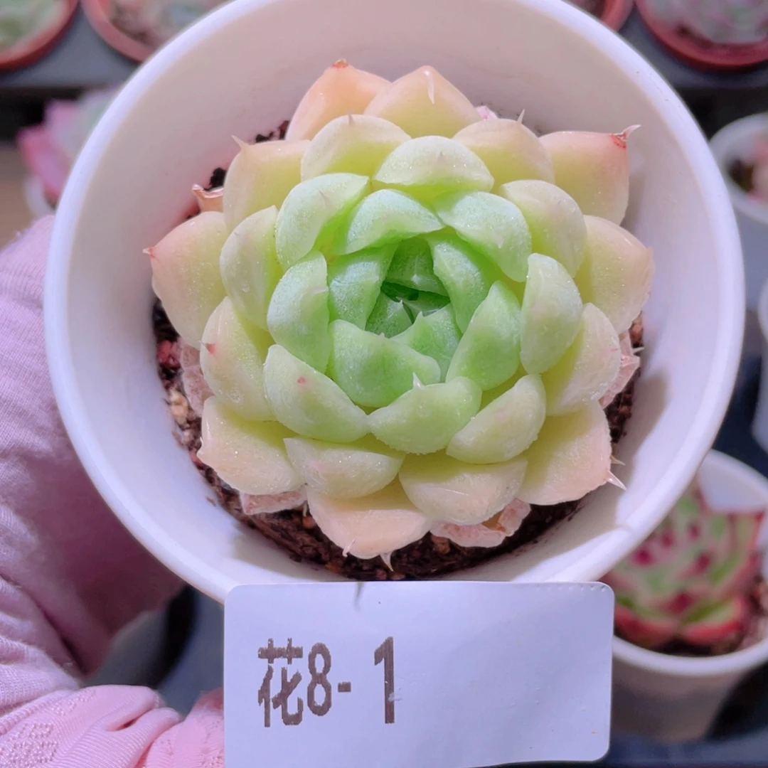 花利美8-1麦秆单头