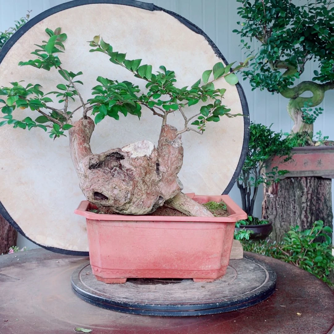 无花朵紫薇紫薇紫薇紫薇