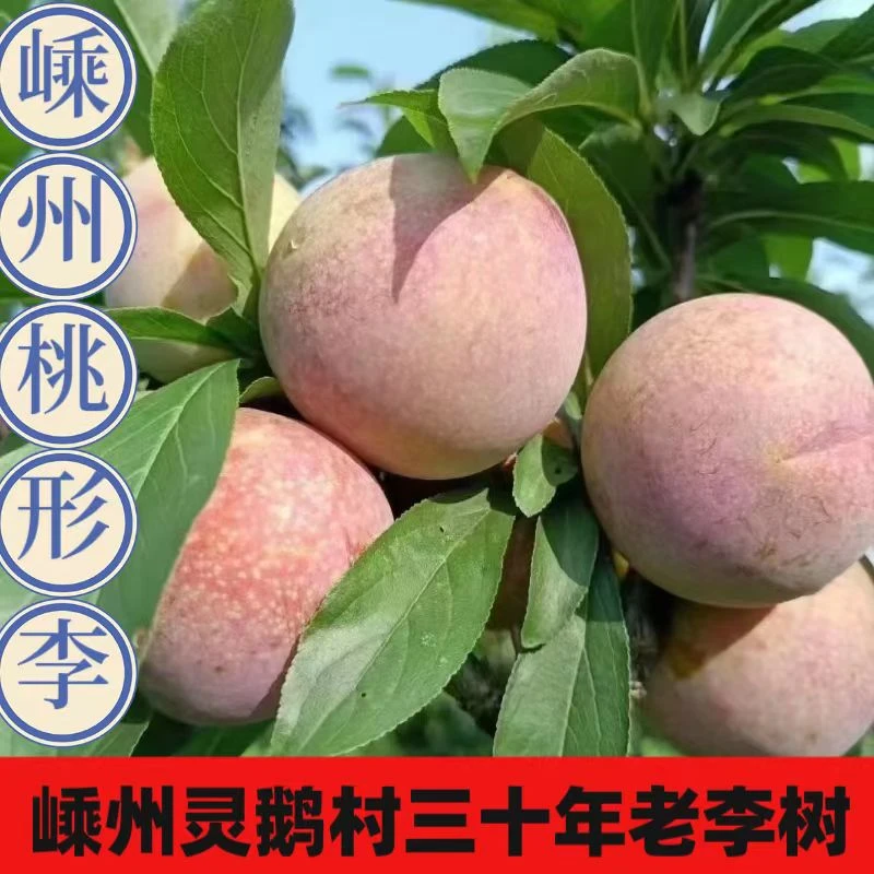 嵊州桃形李红心李脆甜多汁当季水果老人孕妇小孩现摘现发