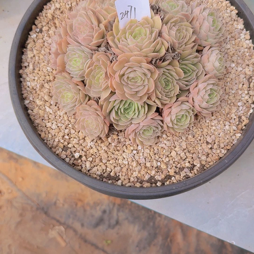 怡***然2471昂斯诺多肉植物