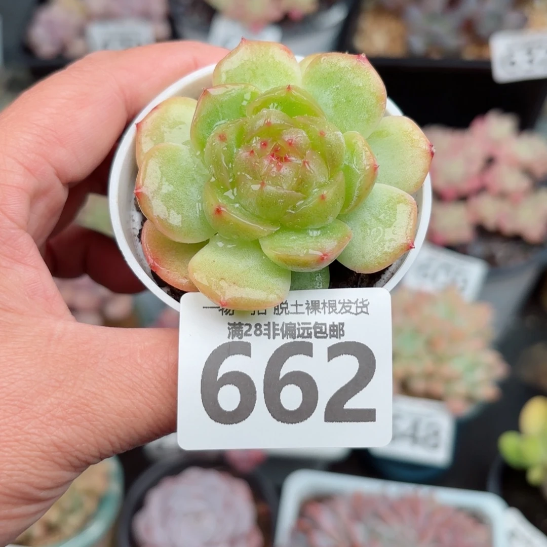 黄萤石无盆土发货