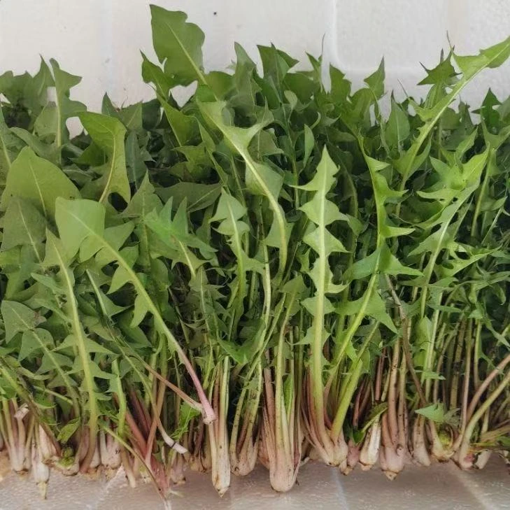 新鲜婆婆丁蘸酱菜现挖鲜嫩蒲公英东北山野菜顺丰包邮