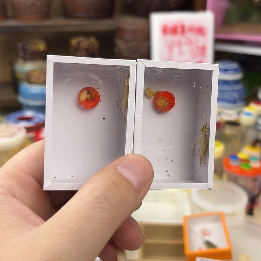 三条断须柬埔寨竹蛉