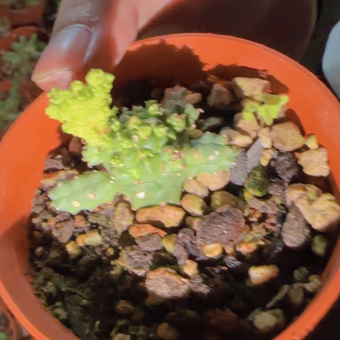 D***l块根植物块根植物