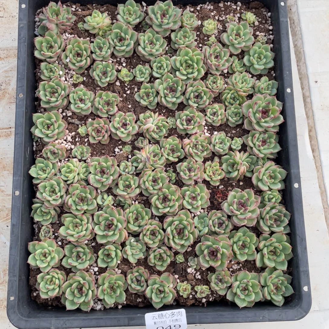 云糖心多肉植物49