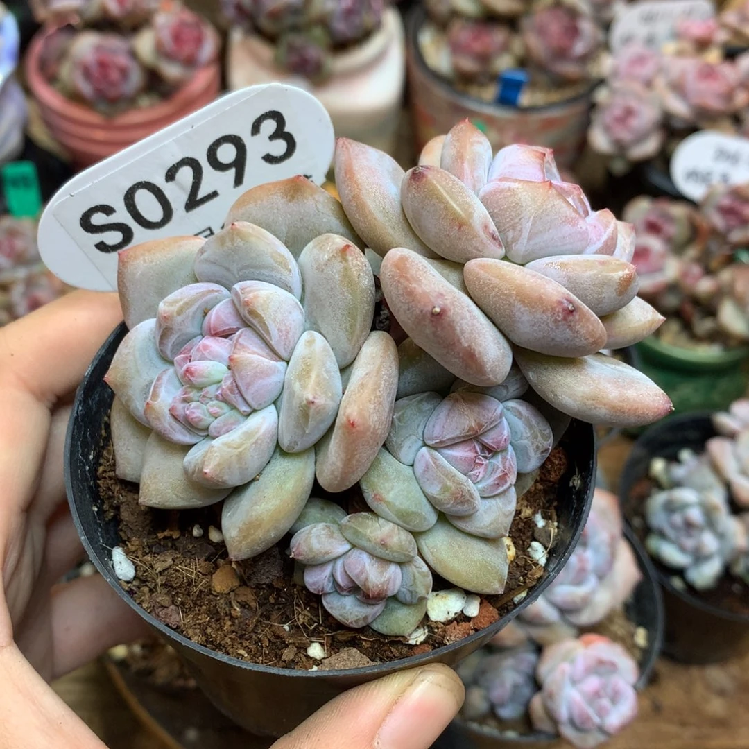 S0293 小树突尼斯5头