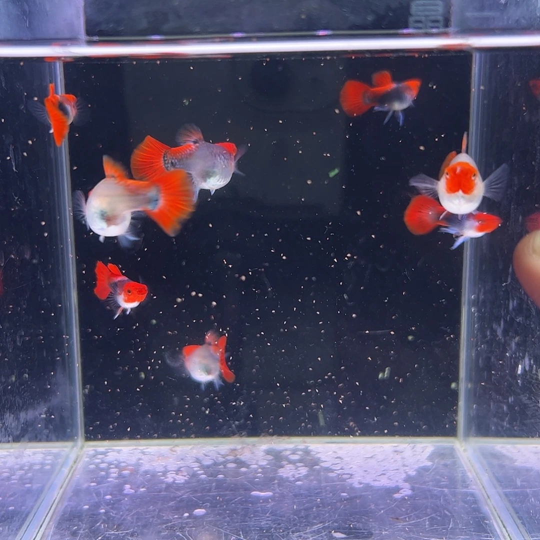 孔雀鱼深海蓝贵族清缸福利4对