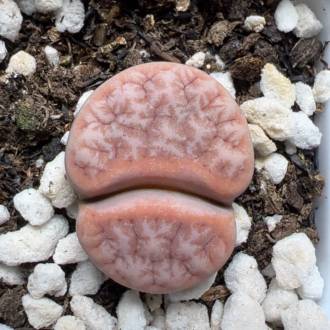 【闪购商品】537……