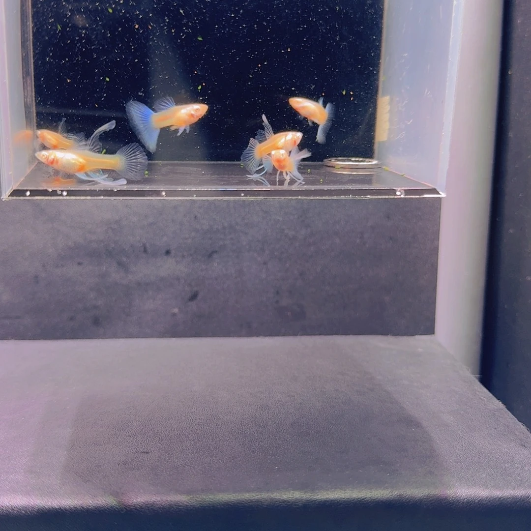 孔雀鱼蓝白2公4母压成