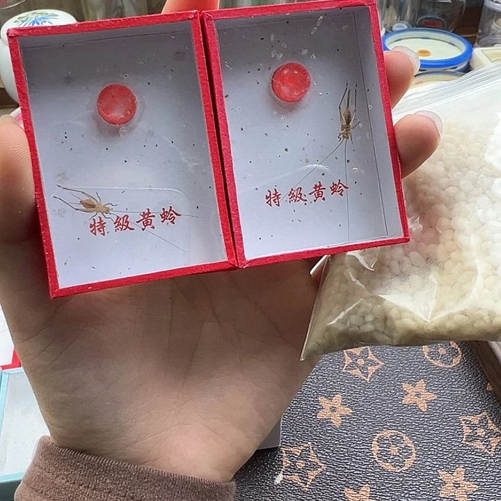 冰***火大黄蛉两只送一包饲料