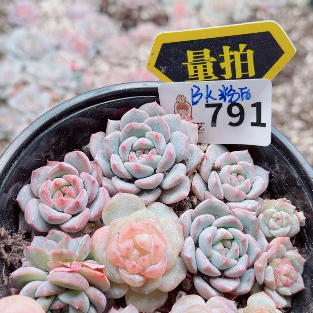 多肉植物多肉植物