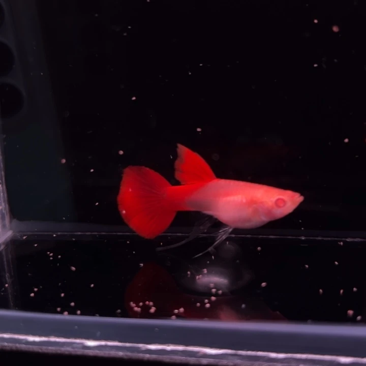 孔雀鱼血红大C 1对