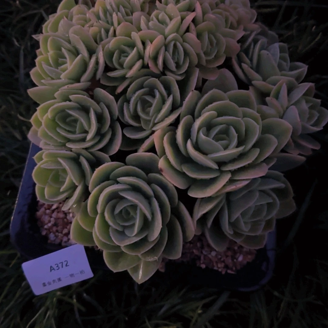 梅***姐A372星娜塔缀化