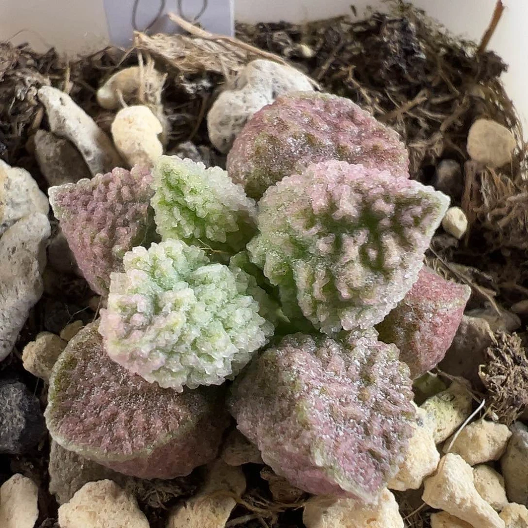 实生新品多肉植物