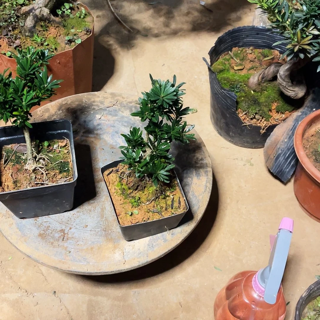 焦***红完全开放罗汉松盆景罗汉松