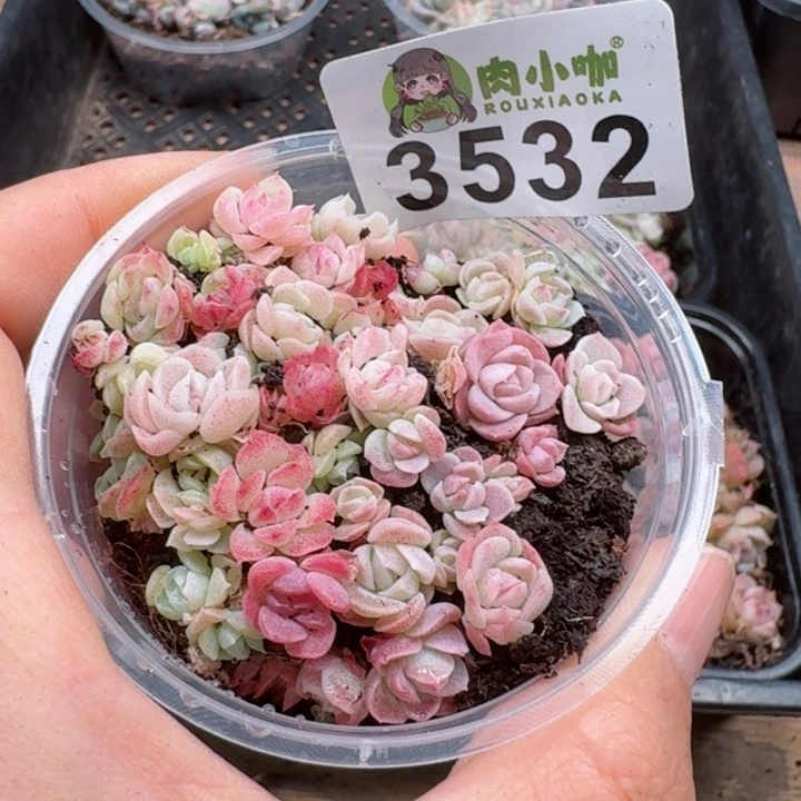 快****）多肉植物多肉植物