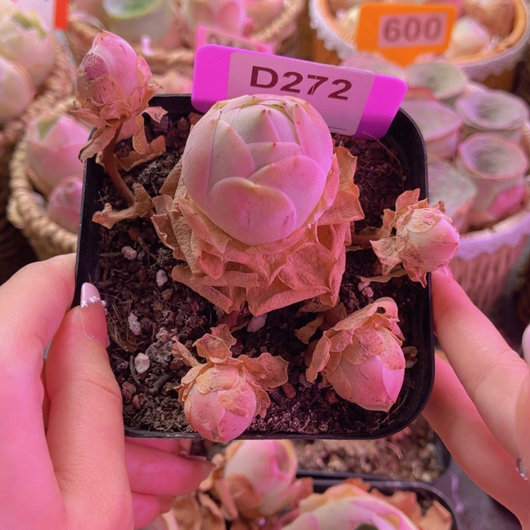 单品水蜜桃一物一拍272