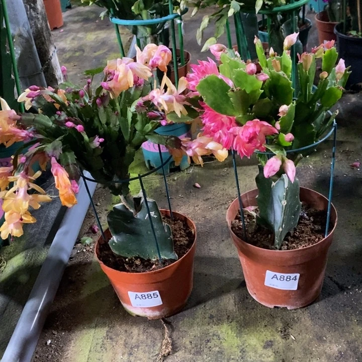 大部分花苞少量开放家**县885.884