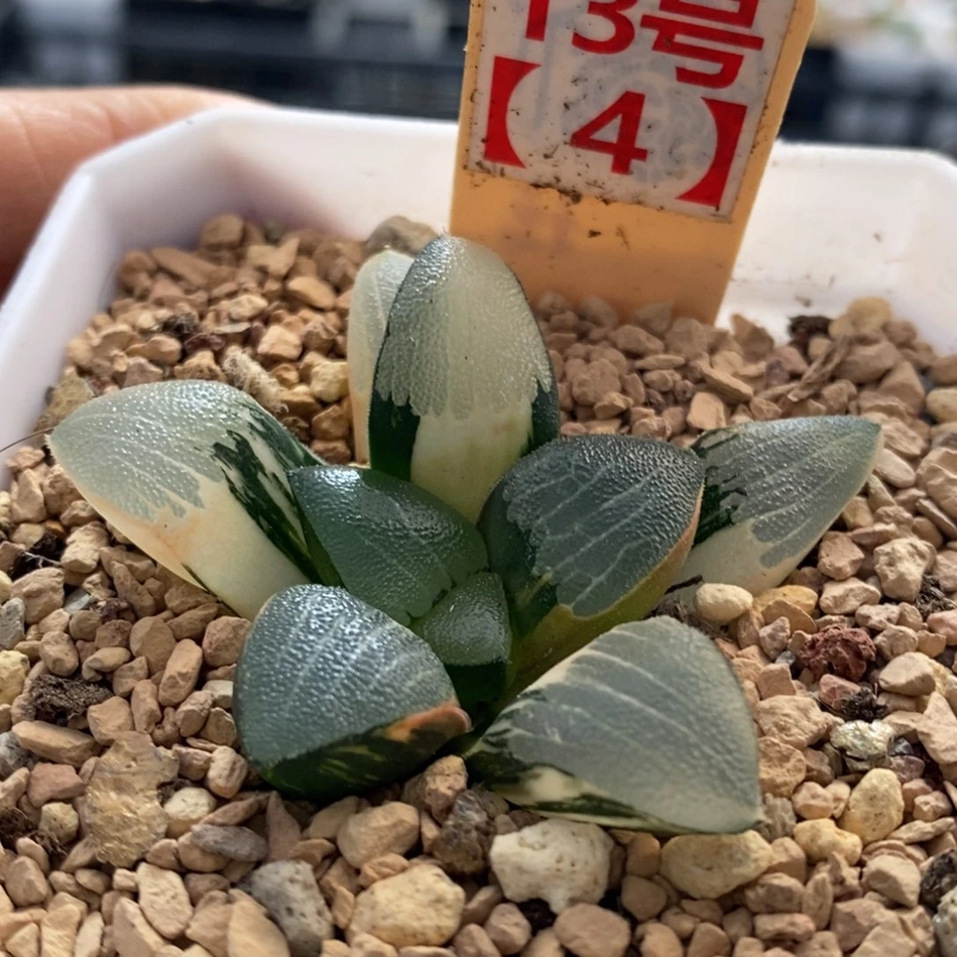 13号和田玉克锦多肉