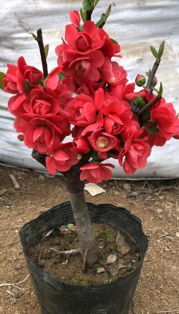 （小玫瑰海棠花）花量大花期长中国红海棠花