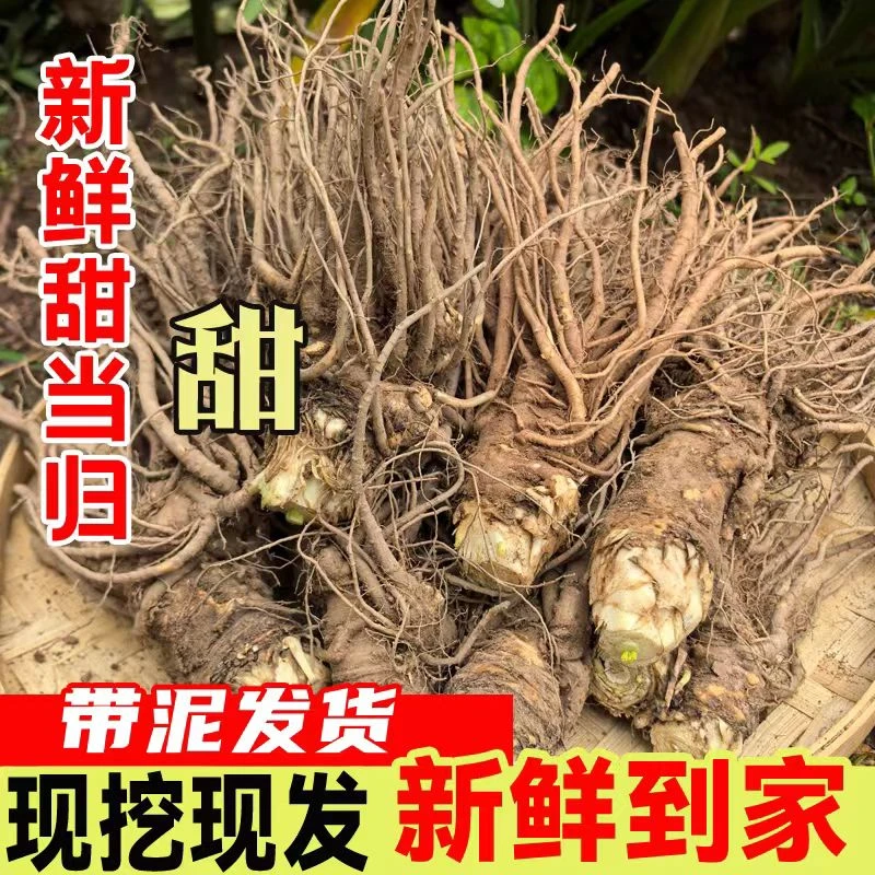【新鲜甜当归】原产地现挖现发煲汤炖肉煎煮滋补养生