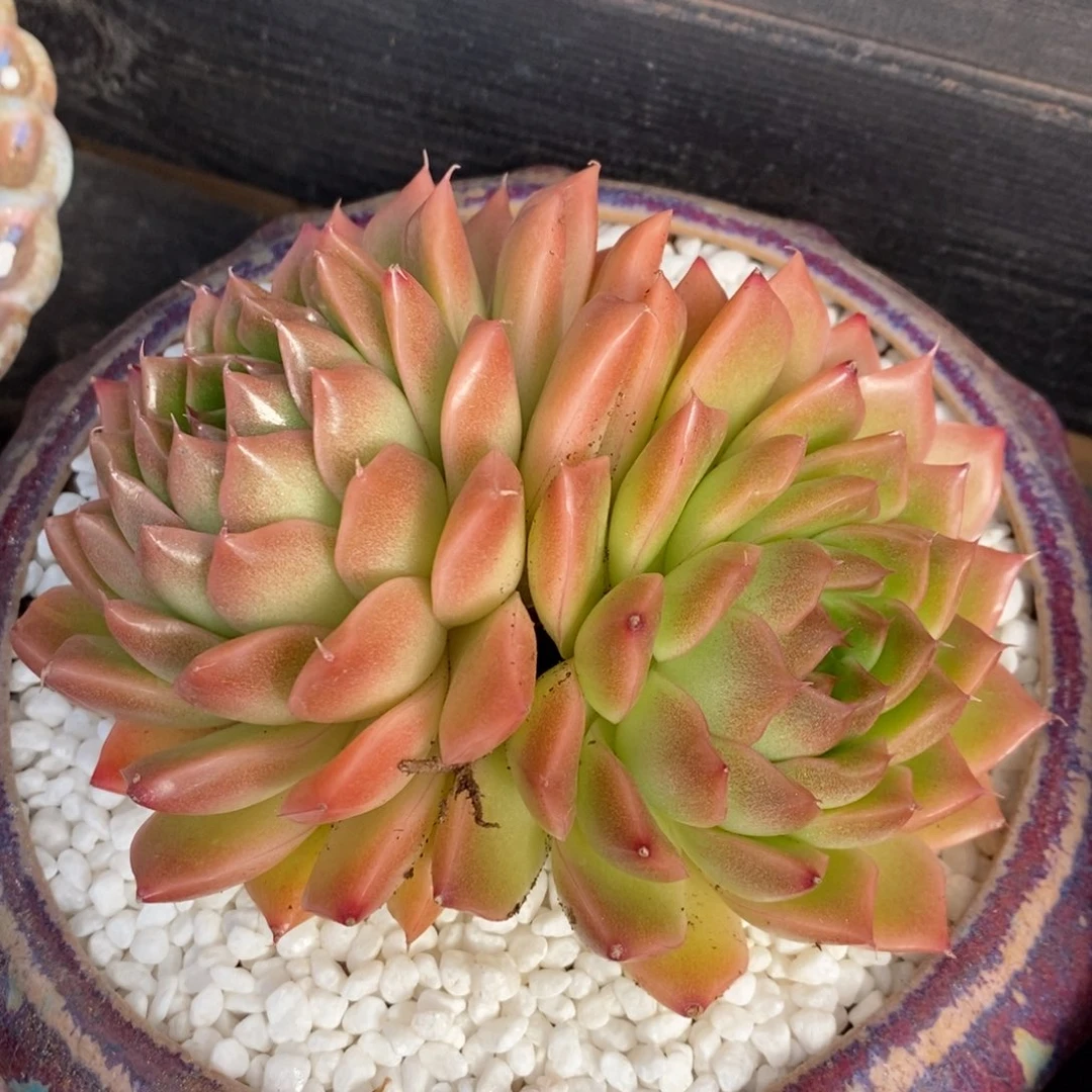 柚橙多肉植物盆栽