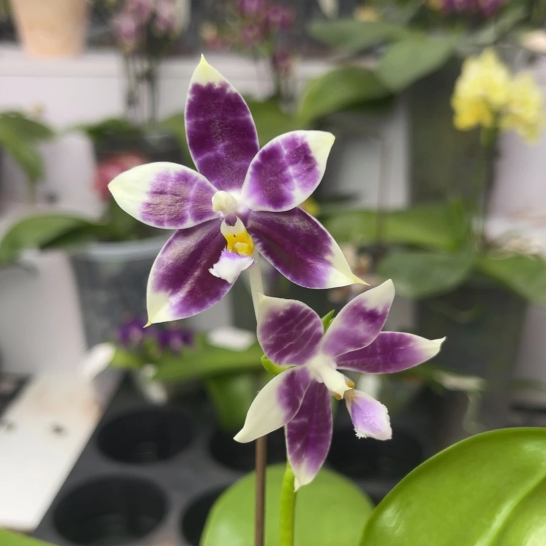 完全开放1045 2.8寸双苗3745一物一拍