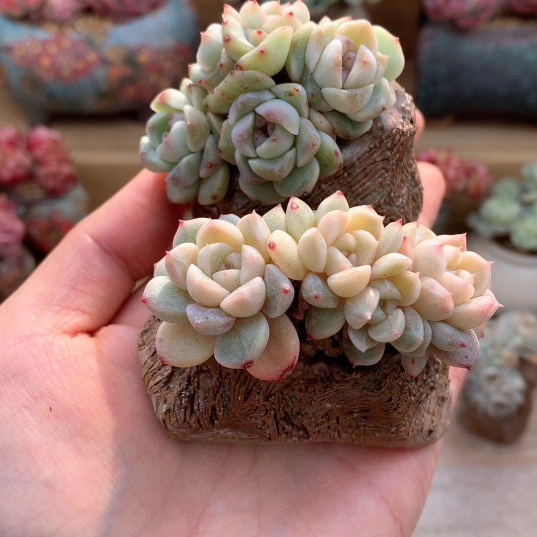 ?**蒿两组肉加盆一物一拍