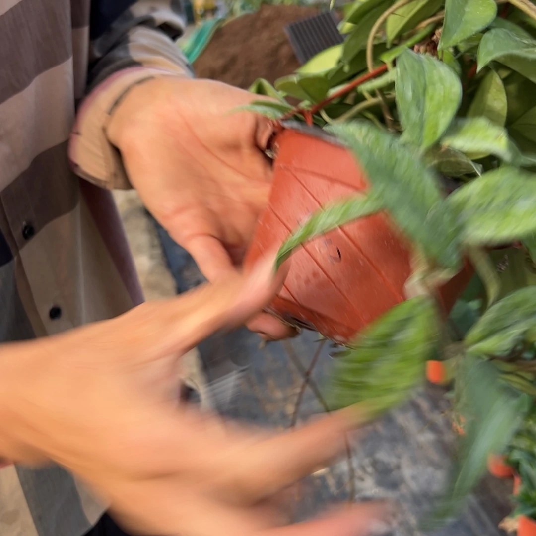 用***6无花朵绿叶红球兰大苗