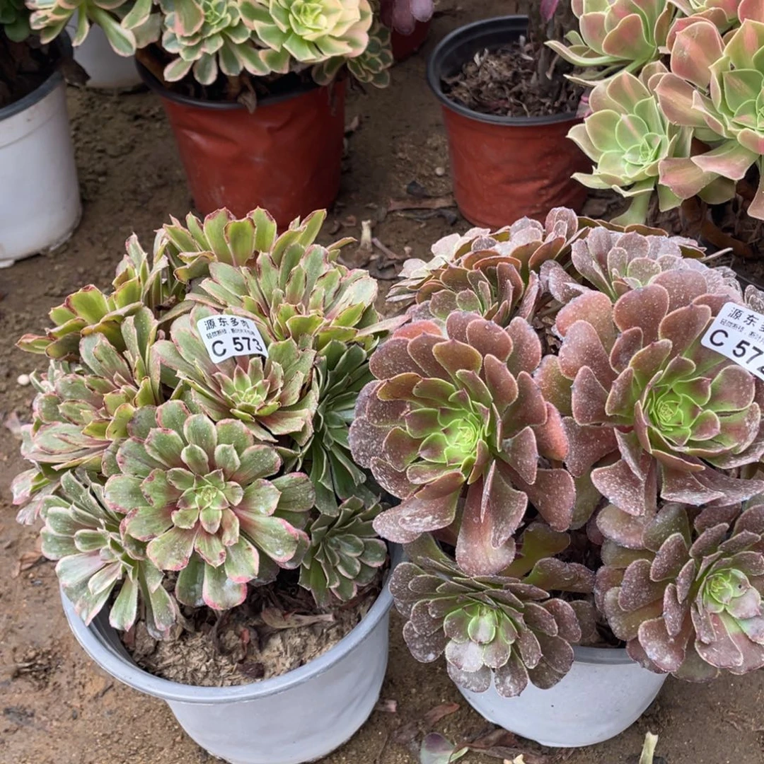 572-573两颗多肉法师断枝不包