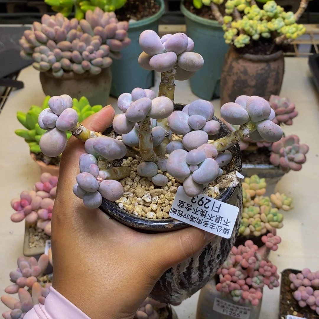 293芭比奶多肉10cm