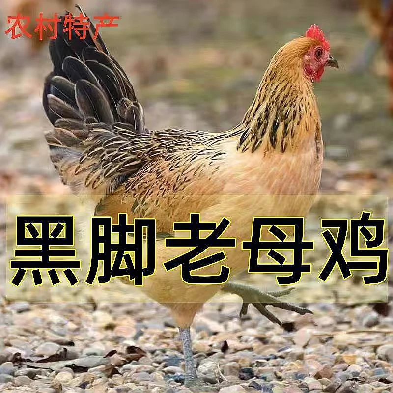 散养黑脚老母鸡2.5斤1只带内脏+主播单位补贴1只土老母鸡