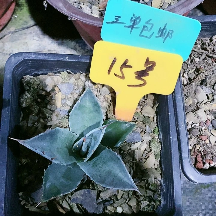 【闪购商品】无花朵龙舌兰赖光