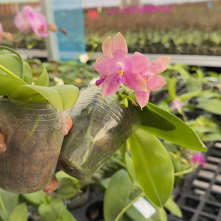 大部分开放少量花苞香妃