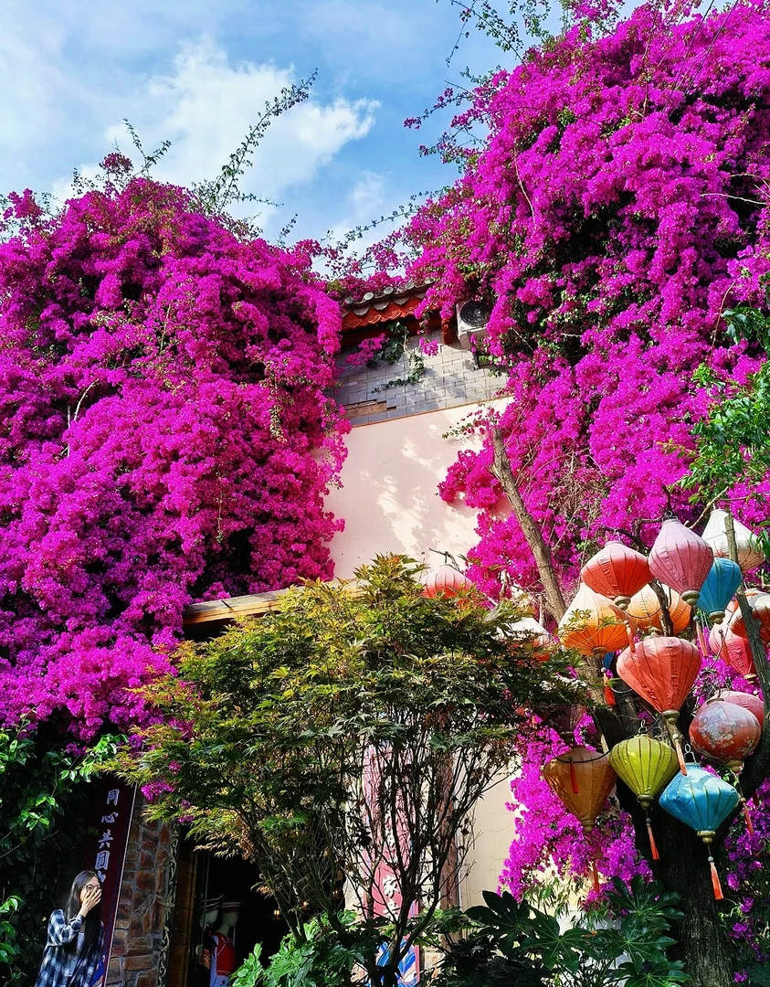 三角梅云南紫扦插老桩（直播间一物一拍）