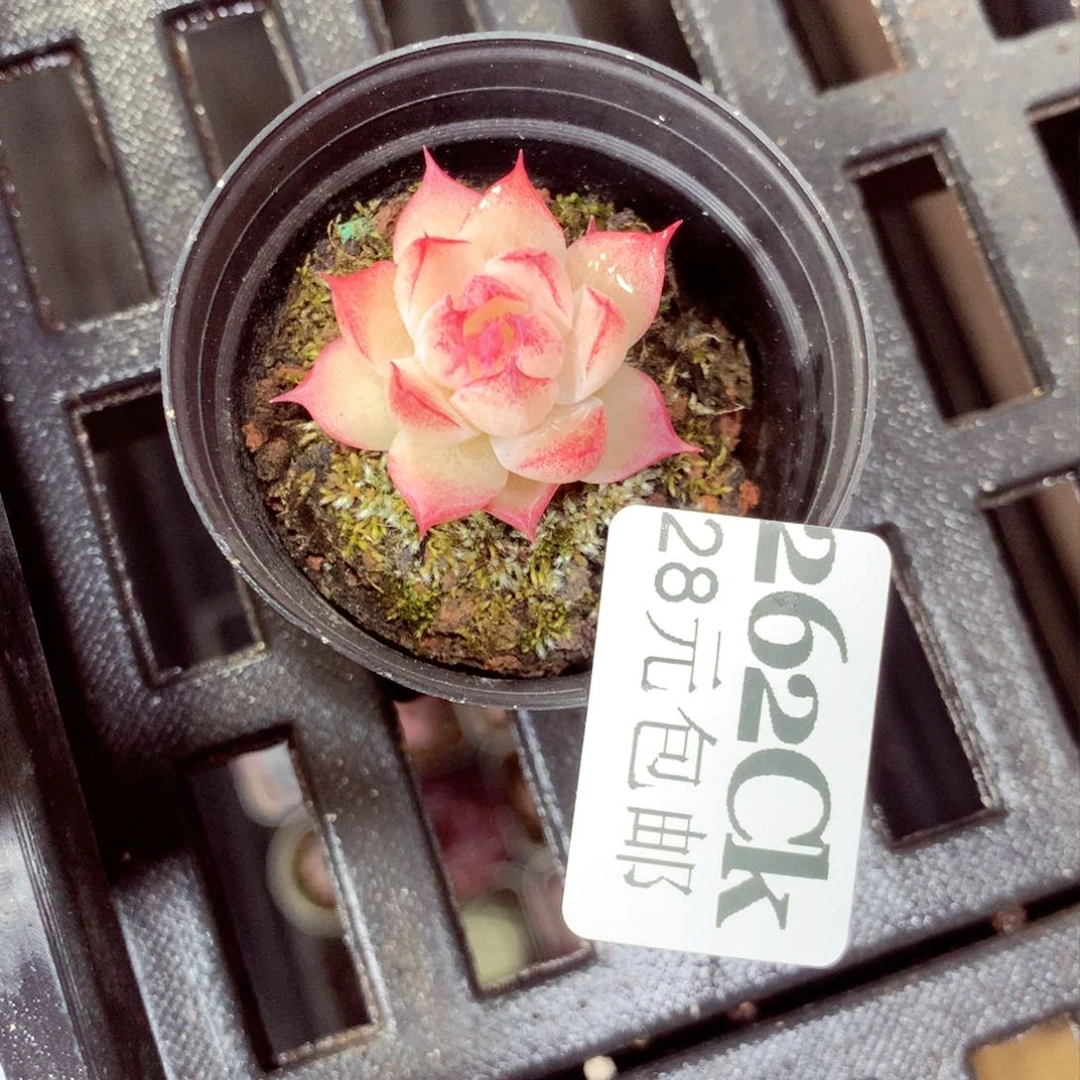 5厘米盆精控多肉262