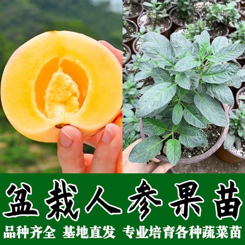 云南石林人参果小树带盆带土带花苞基地直发下个月结果