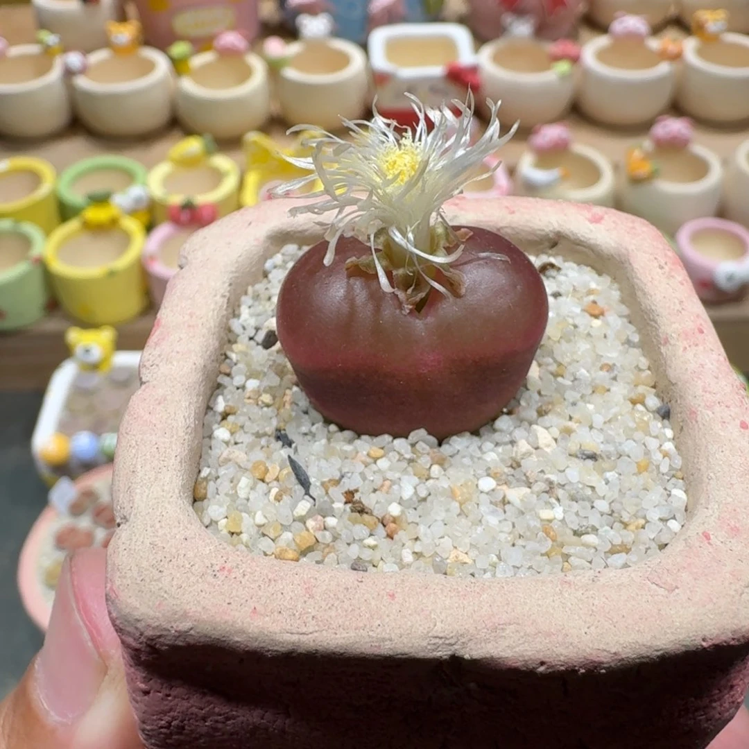 蘑菇1107吕氏毛汉尼多肉植物