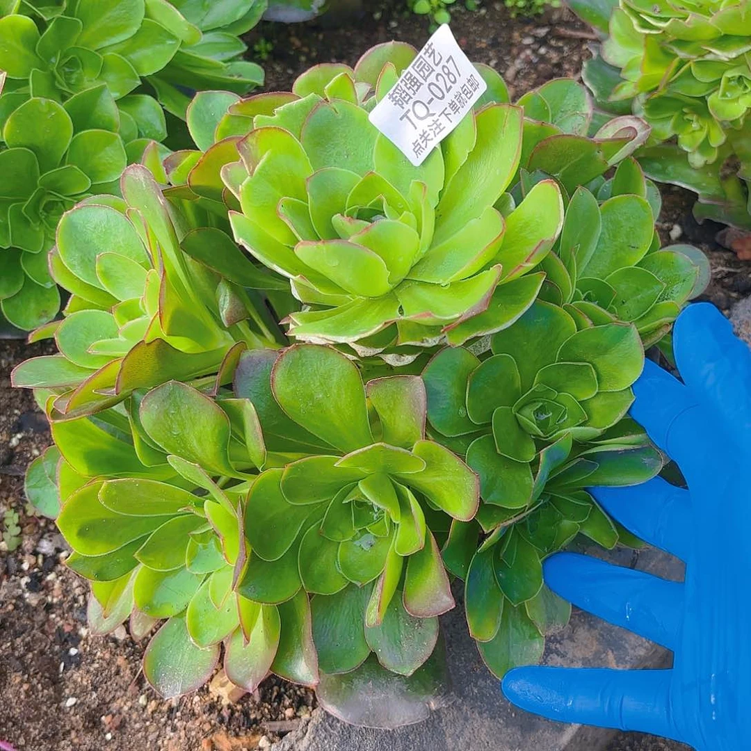 魅金多肉植物一号287