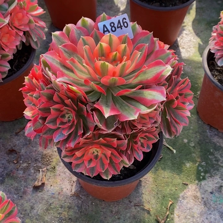 女巫多肉植物846