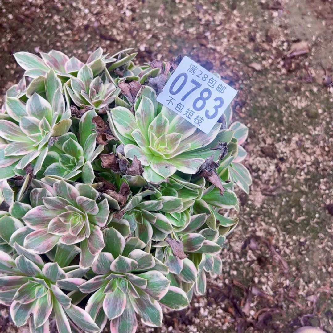 0783浣纱多肉植物法师