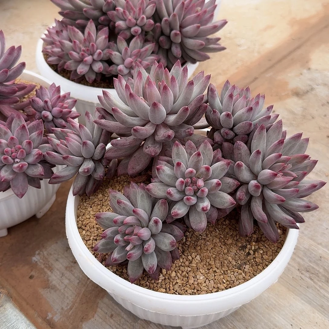 虞美人整无砍群生多肉