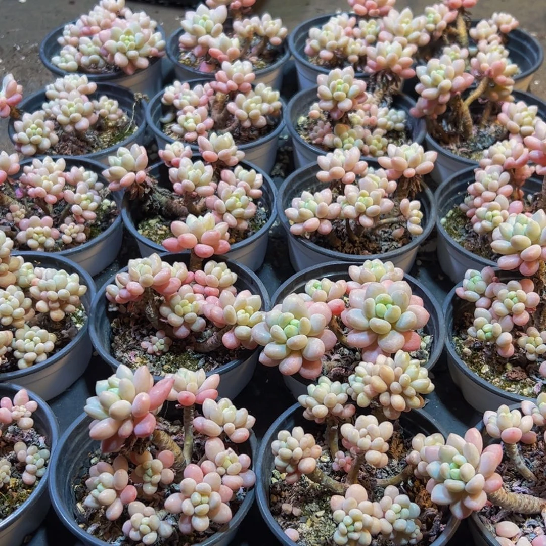 682多肉葡萄的味道是